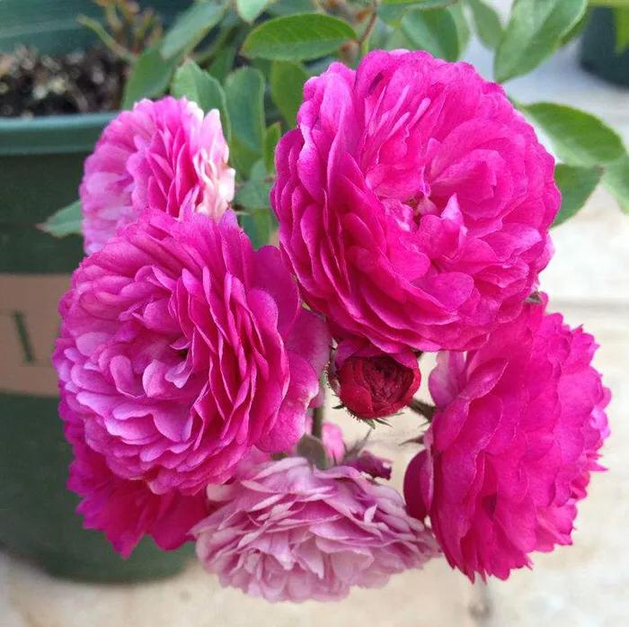 月季安妮公主怎么养,美人丽芙法式优雅月季