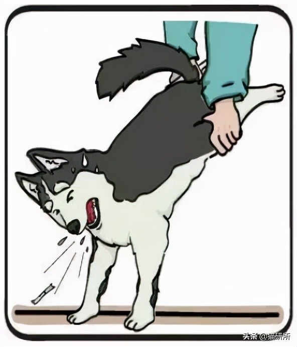 猫咪吃东西被噎住,猫咪吃东西卡住怎么救