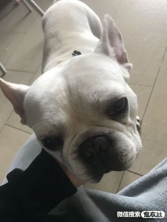 同城附近宠物店领养*养送**平台, 无偿幼猫咪狗狗救助-1231宠友社