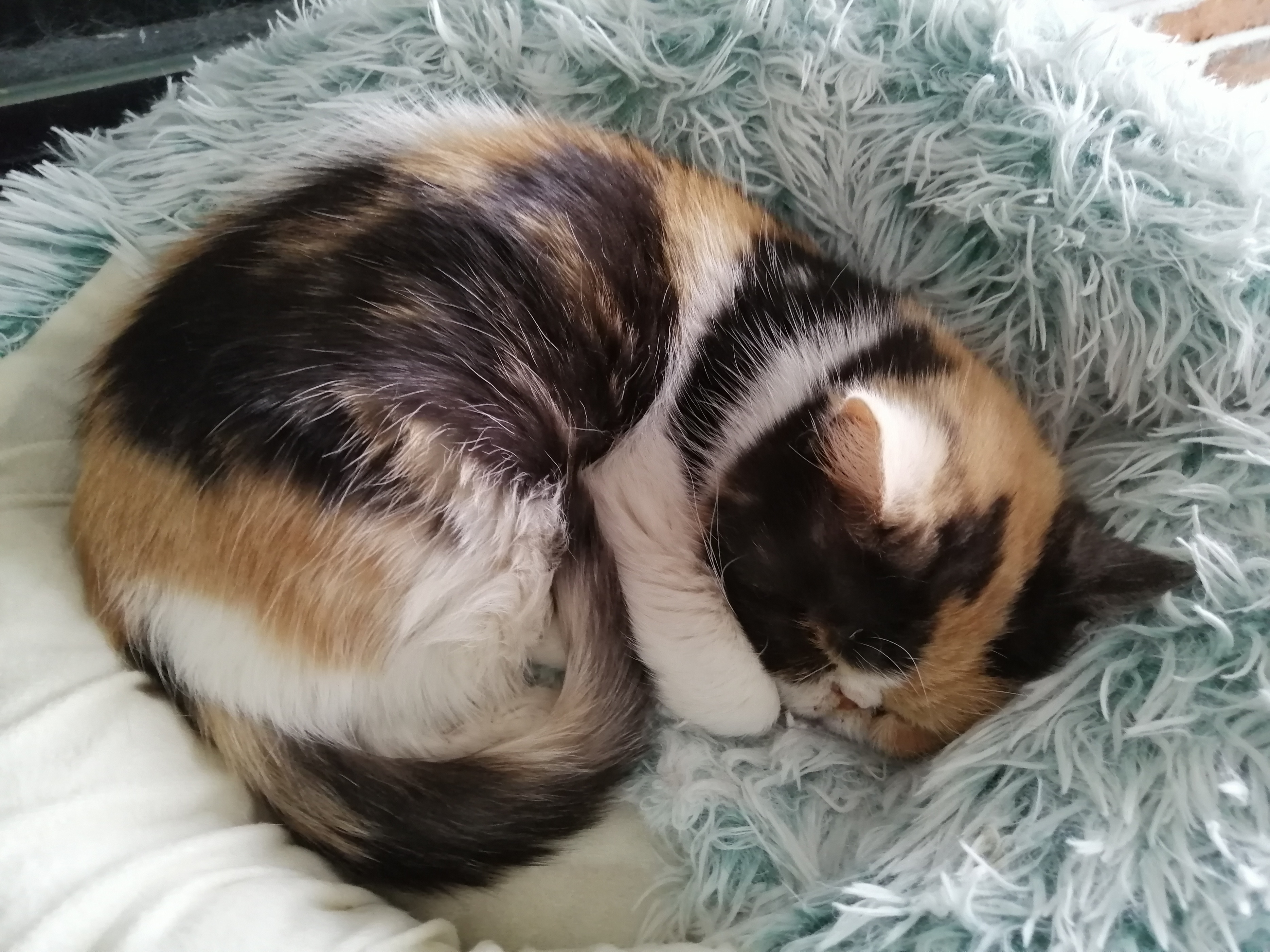 养田园猫咪的注意事项,田园猫笼养适合吗