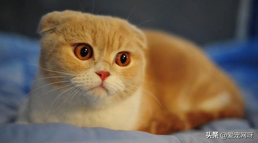 玳瑁猫咪是什么品种,猫咪品种大全及图片