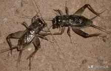 曾经陪伴我们的游戏.孔令哲