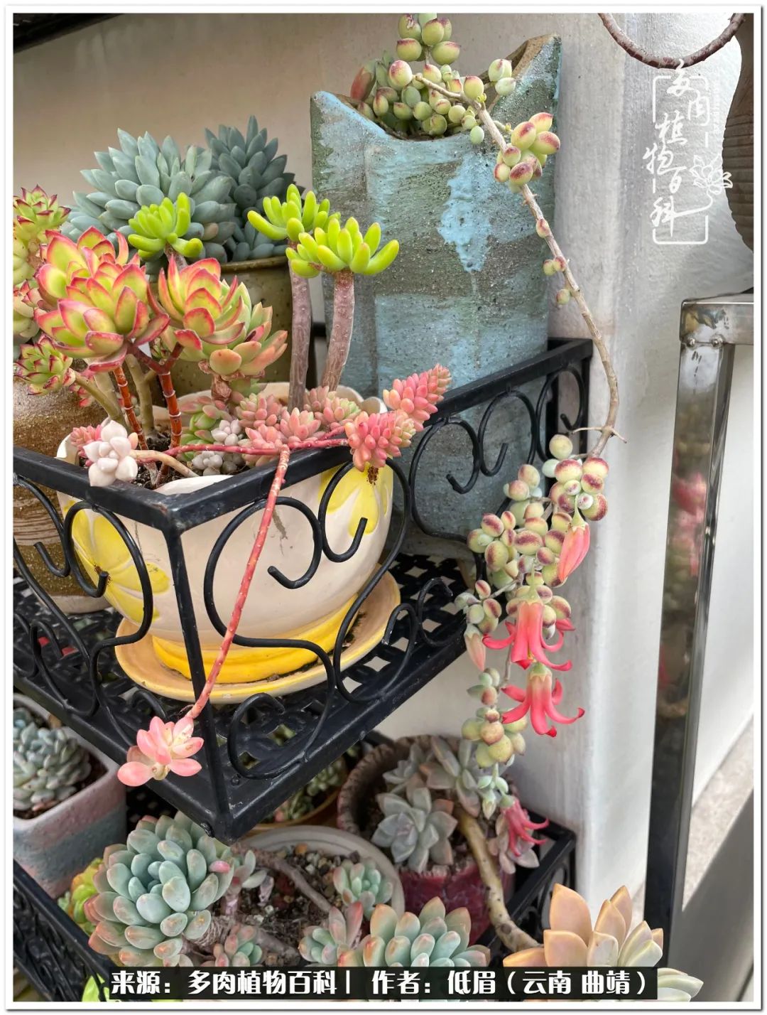 养了8年的多肉,养了七年多肉