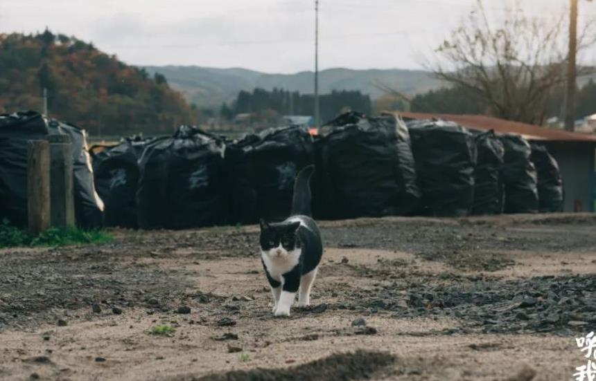 往返福岛11年，他拍下*污染核**区被遗弃的数百个毛孩子故事