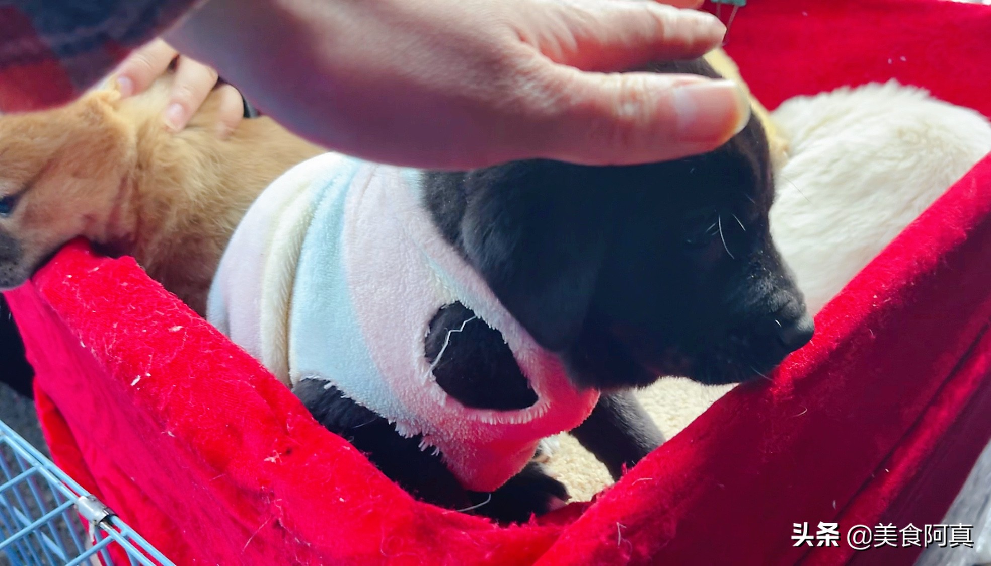 重庆狗儿市场有什么吃的,重庆主城狗市在哪里