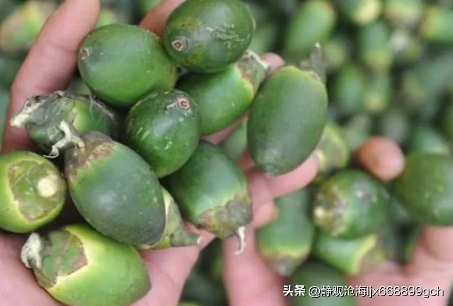 槟榔产业受损吗,目前槟榔产业受影响情况