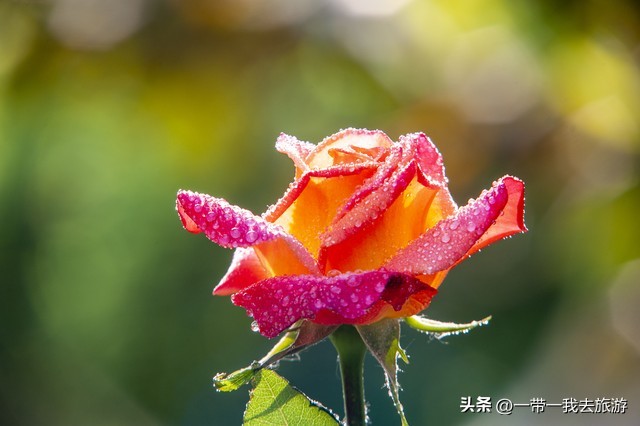 你刚好盛开我正好路过音乐,你刚好盛开我正好路过的配音