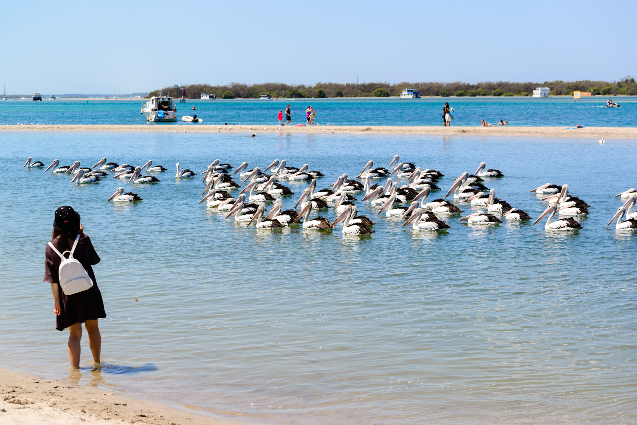澳洲海边鹈鹕,澳洲黄金海岸鹈鹕
