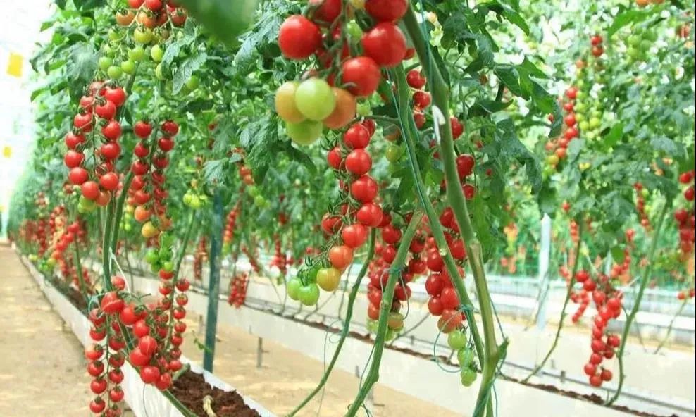 逛吃逛吃歌曲,逛吃逛吃大张伟