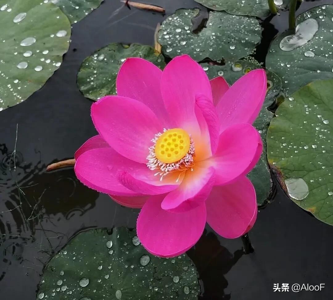 唯美的荷花壁纸,唯美荷花水墨画