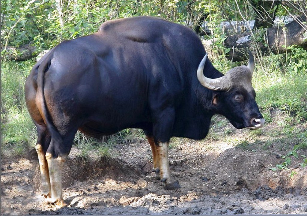 云南野外惊现濒危牛魔王,云南野生牛魔王