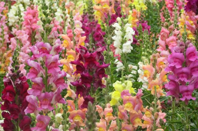 立夏已过进夏季,立夏已至百花齐放