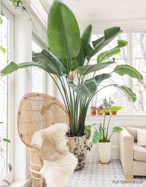 客厅养什么大型绿植最好看又好养,家里养什么绿植最好养又招财客厅
