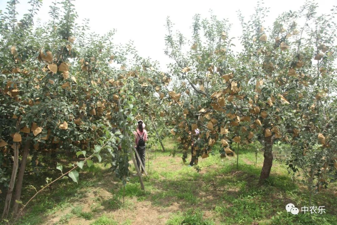 树上直立长条太多，什么时候疏不冲芽