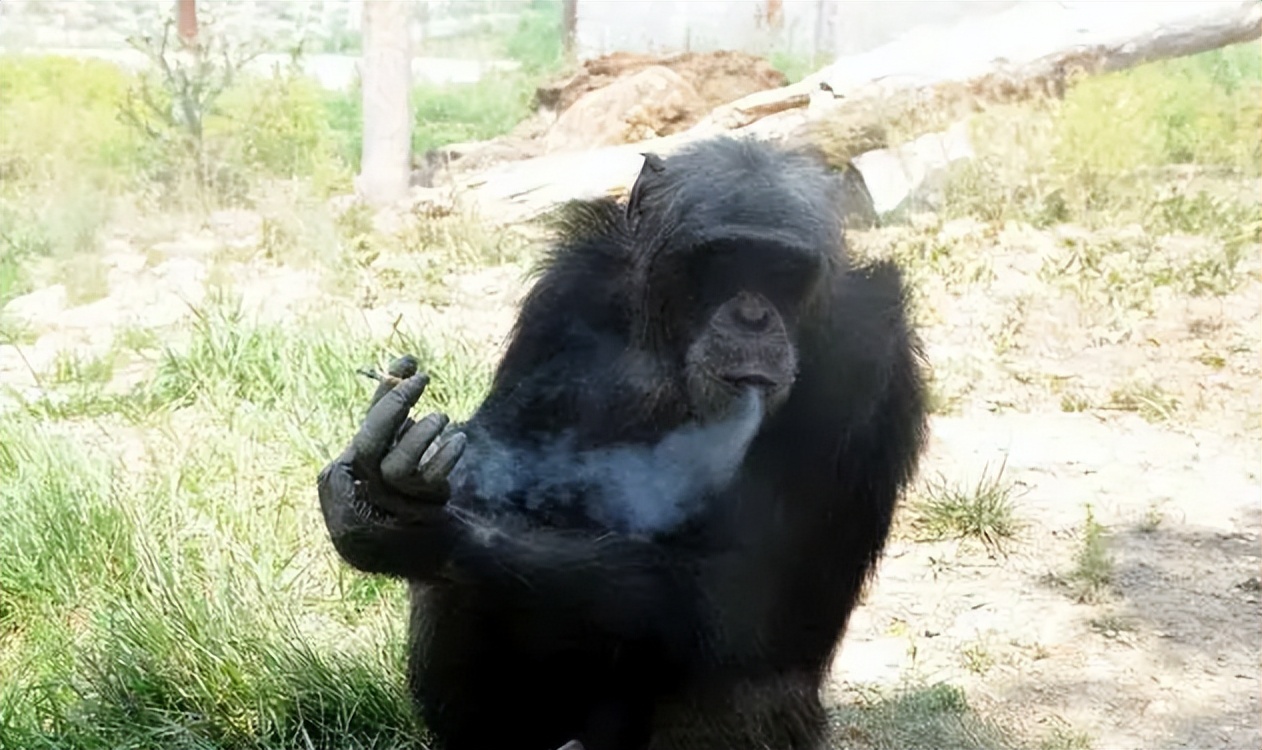 动物园的猩猩感染烟瘾,母猩猩染上烟瘾