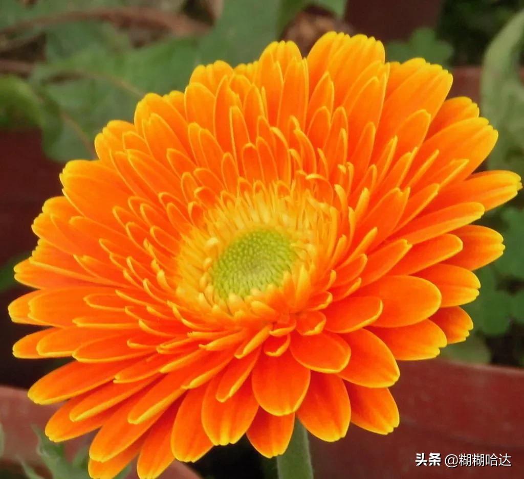 赏心悦目的花朵，风采万千，千姿百态，魅力无限，太美了