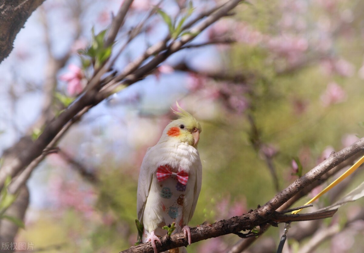 玄凤鹦鹉不爱吃食怎么办？提升鹦鹉食欲的几种方法！