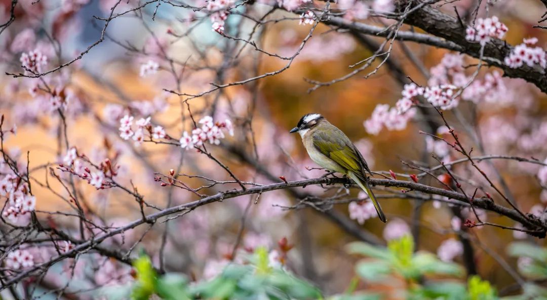 济南这个周末适合哪里赏花,济南春天赏花好去处