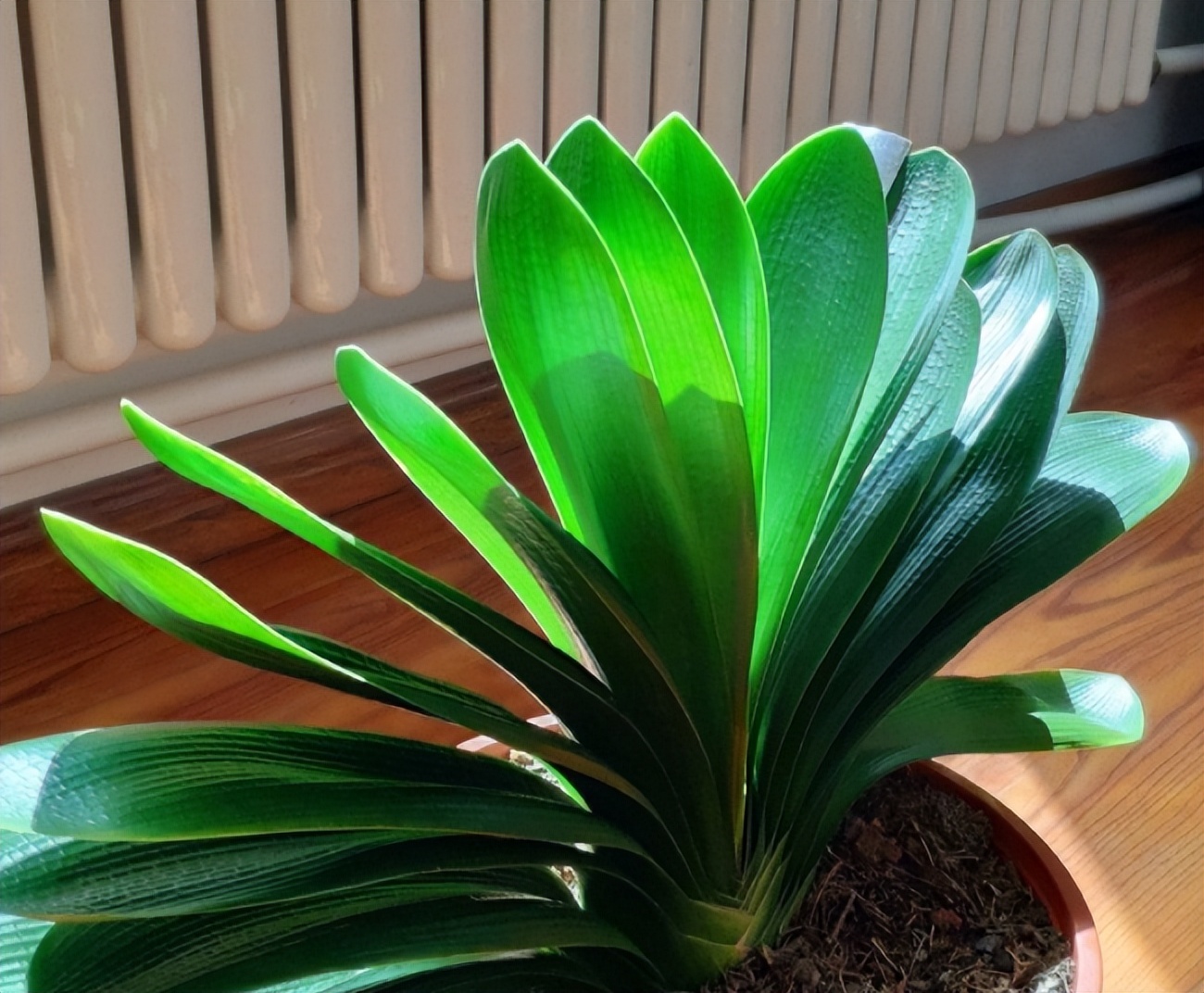 君子兰剃头后如何养,什么时候给君子兰剃头