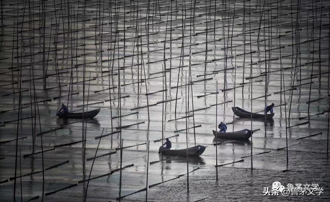 散文作家苏沧桑,冬酿散文