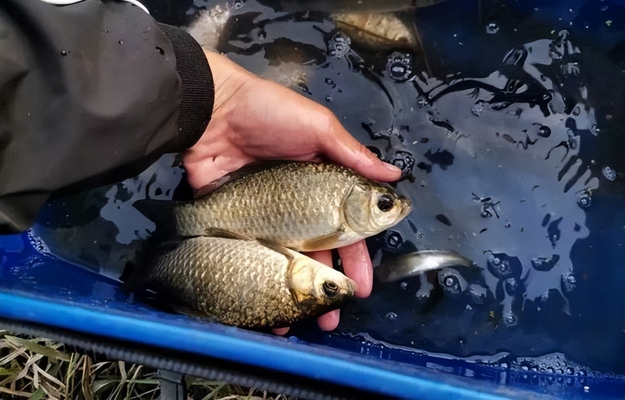 钓鱼子线太粗影响上鱼,钓鱼线组太长不想截断