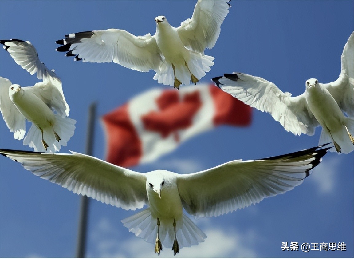 中国取消进口油菜籽吗,中国进口加拿大油菜籽