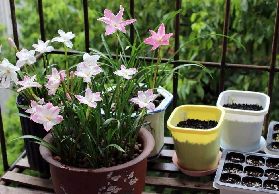 这3种花漂亮又好养1年能开300多天,5种花超好养漂亮上档次