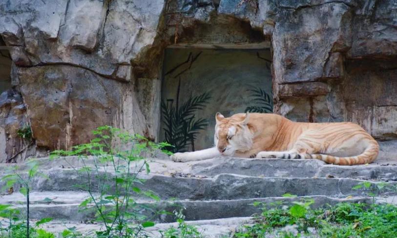 长隆欢乐世界必刷项目,广州长隆动物园必刷项目