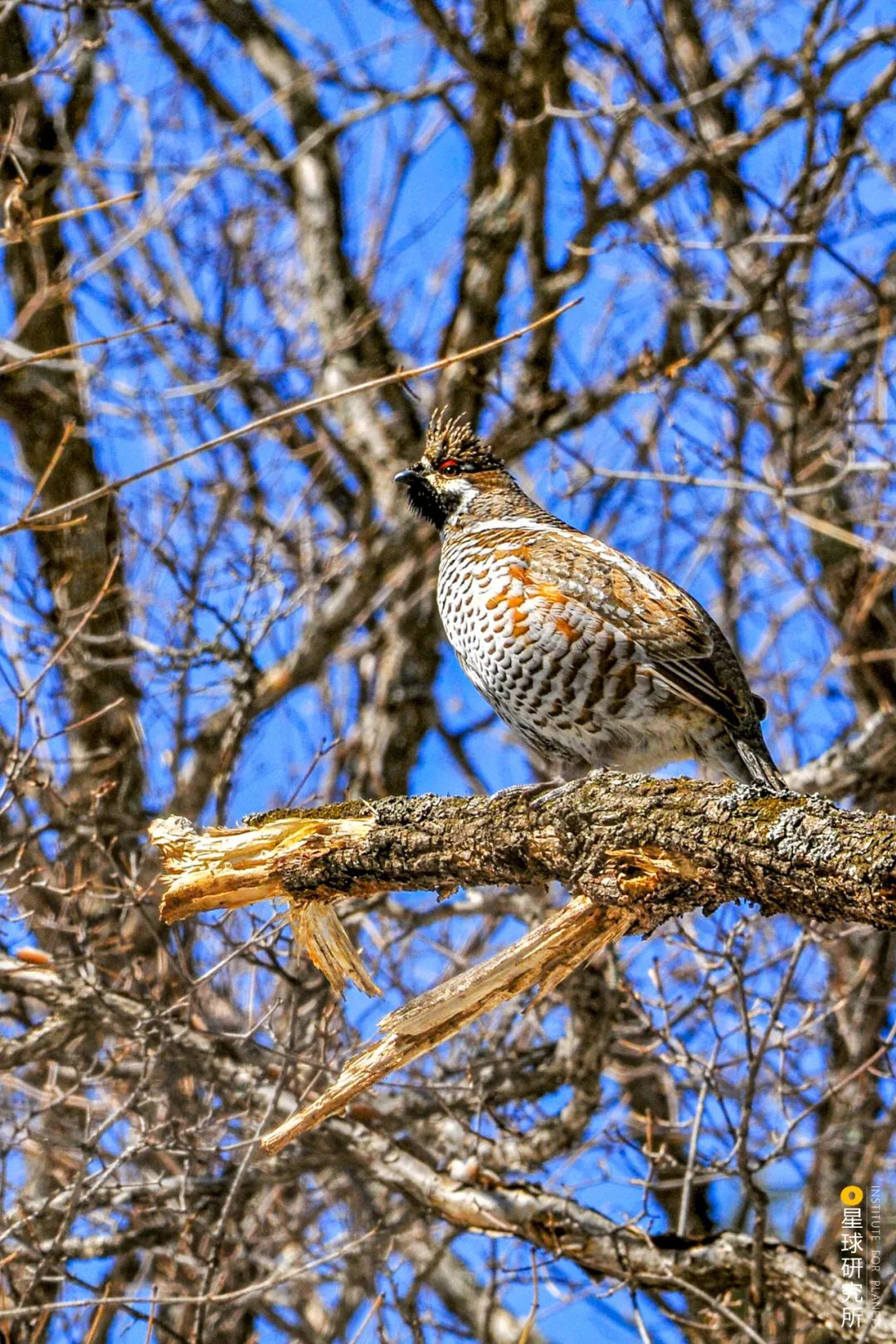 圣山龙脉,龙脉圣地黄帝陵