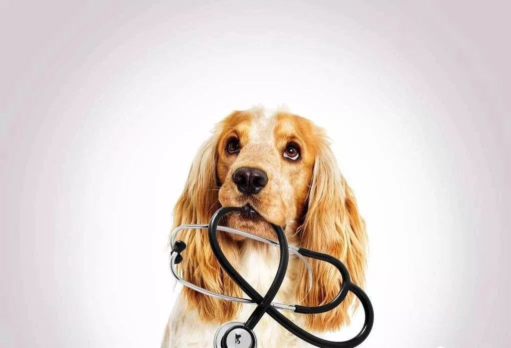 狗狗得了关节炎，如何治疗和预防，医生总结以下几点