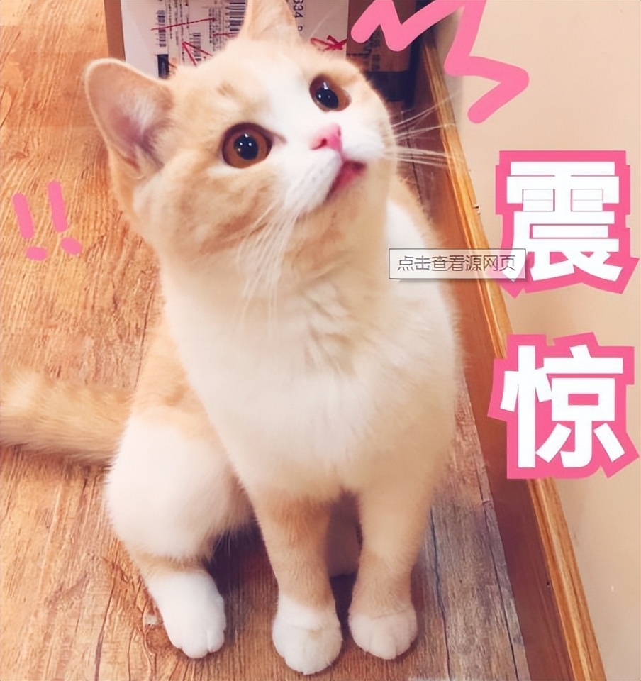 宠物猫被法拍为主人还债,主人欠钱拍卖猫