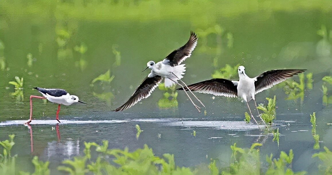 羽色最绚丽的鸟图片,鸟类雨后飞翔照片