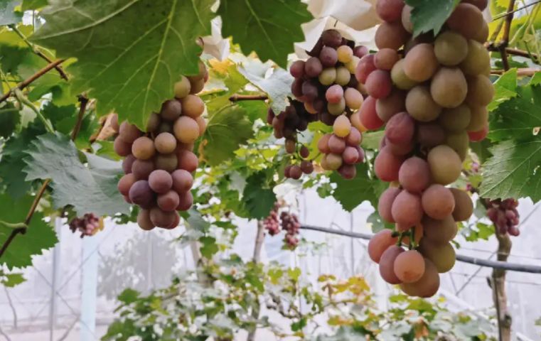 涓婃捣椹檰涓婚鍏洯,椹檰钁¤悇涓婚鍏洯娓歌