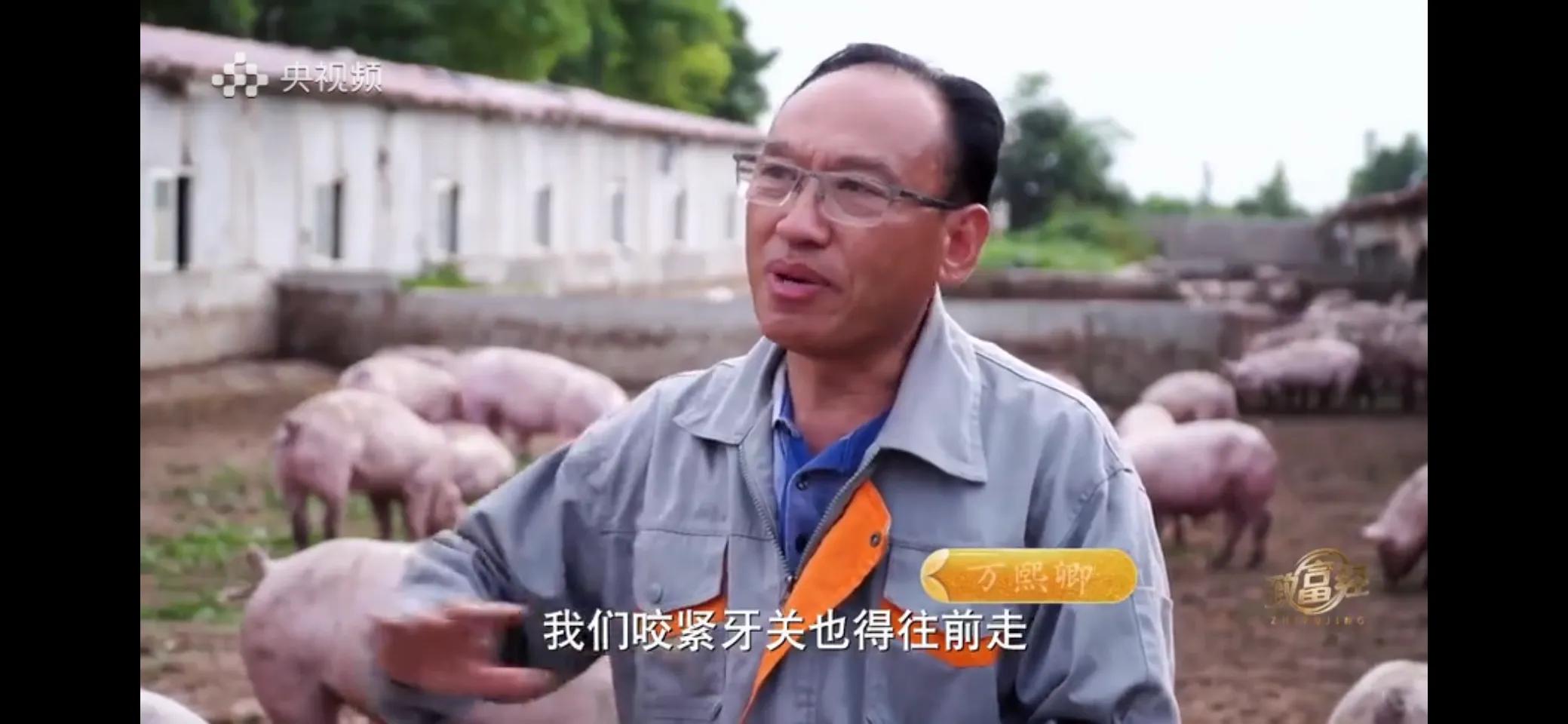 小伙子养猪5年后挣钱5多亿,农村小伙养猪赚过亿