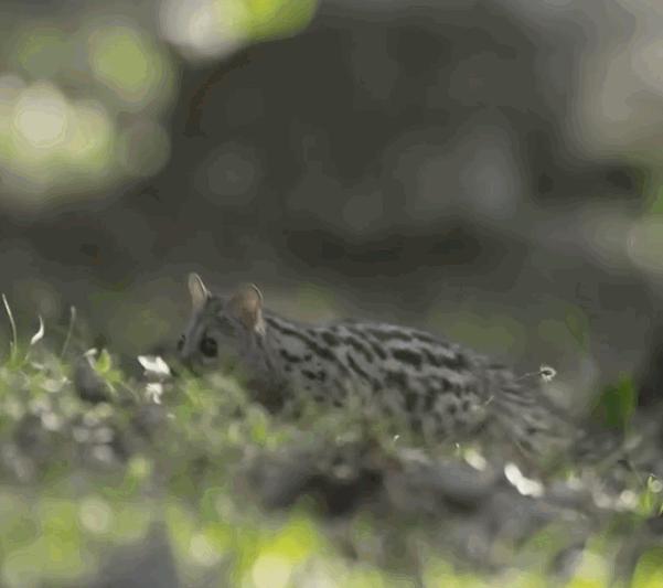 深圳出现“小灵猫”，全身灰黑色斑纹像老鼠，最爱钻进古墓去住？