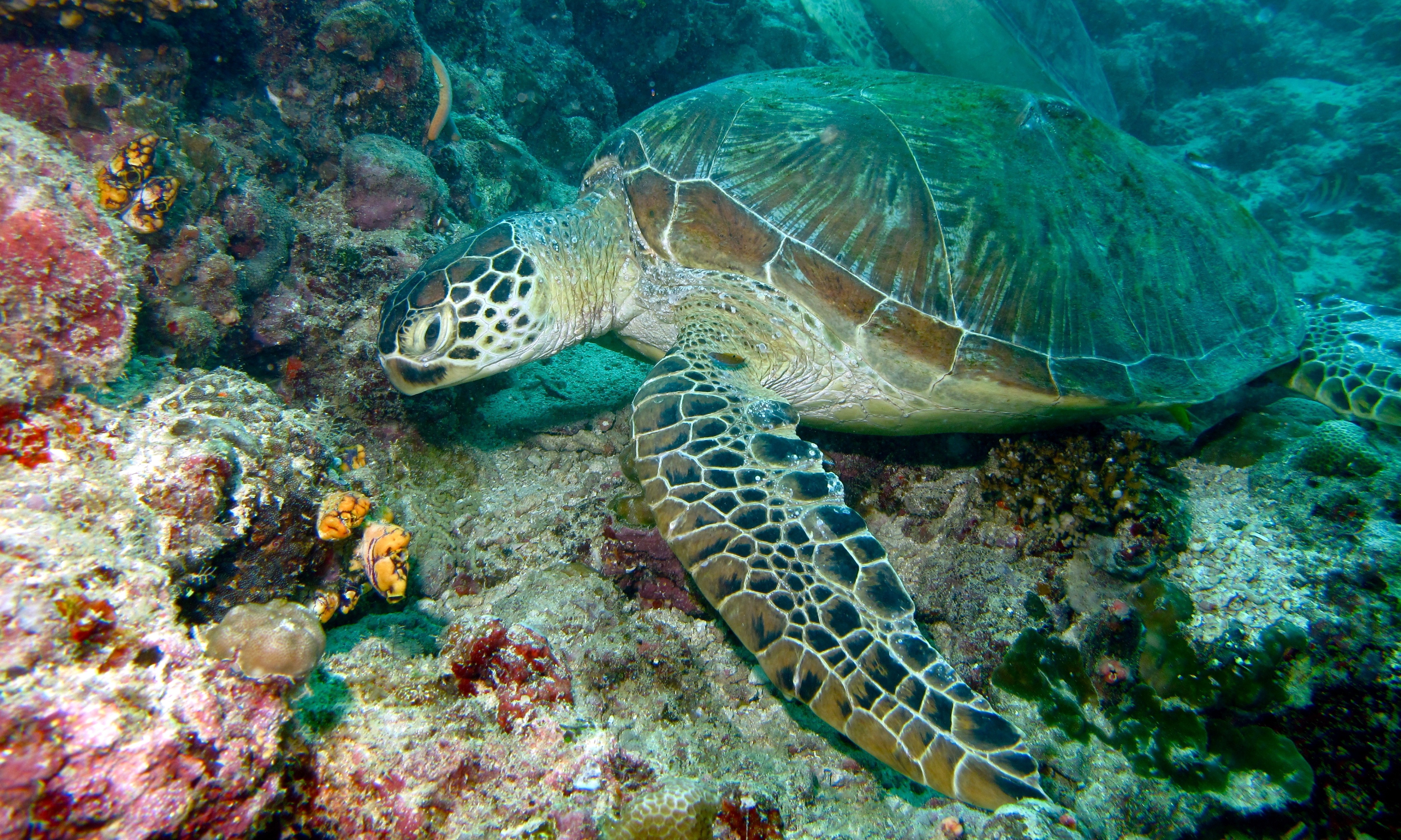 海龟适应陆地环境最根本的原因,海龟的颜色和生活习性还有天敌