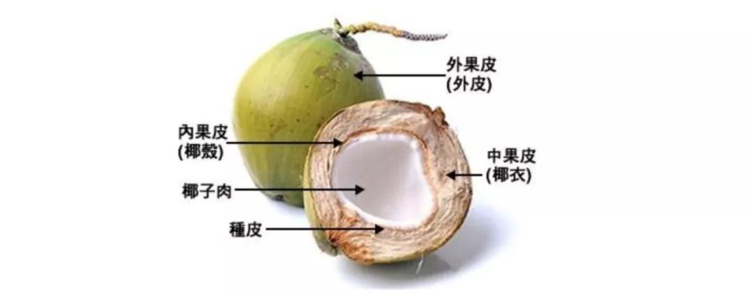 去海南探访椰子潮流背后的秘密,去海南要知道什么