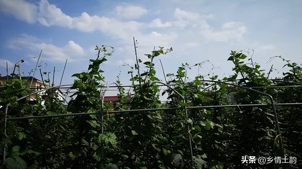 黄立新：骂街的女人