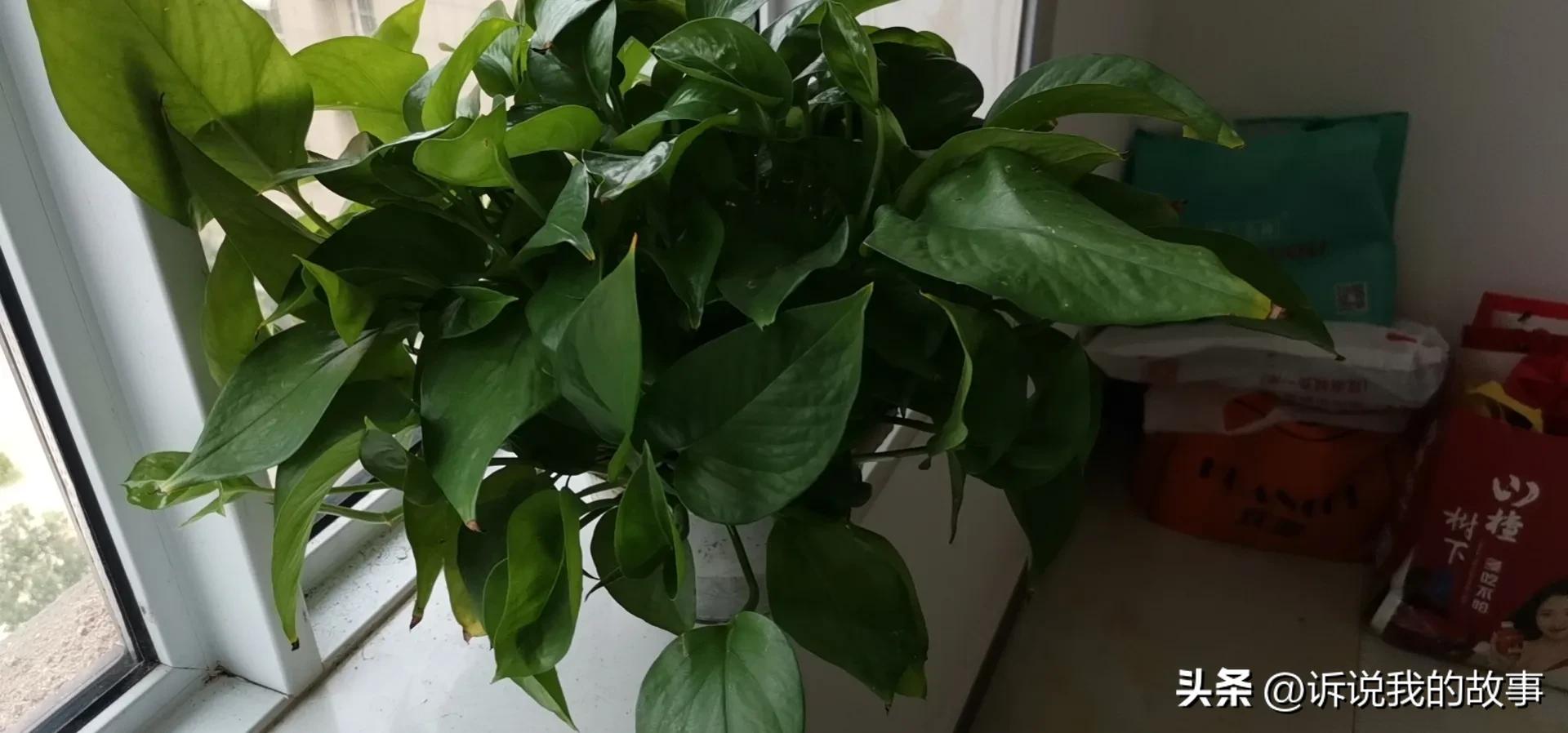 你在便是心安作文600字,你在便是心安歌曲