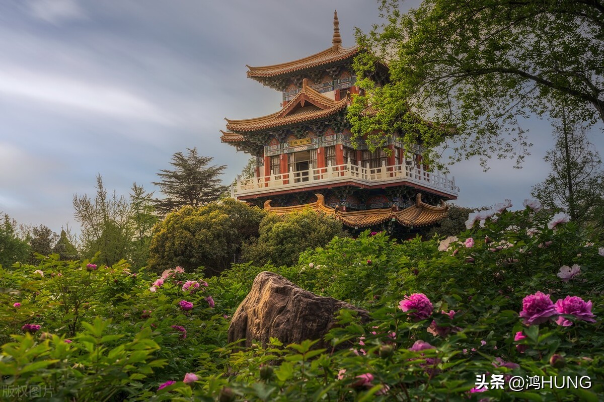 写牡丹花的诗句古诗大全,描写牡丹的诗句古诗