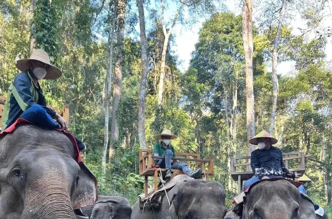 野象谷：给大象拴铁链子，好比人类遛狗的时候拴狗绳