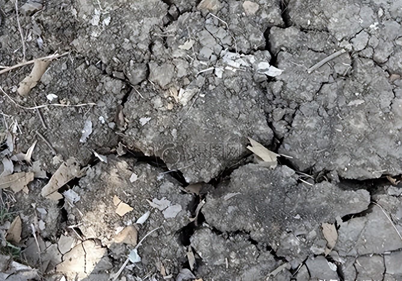 熊猫40年血泪史,大熊猫之殇