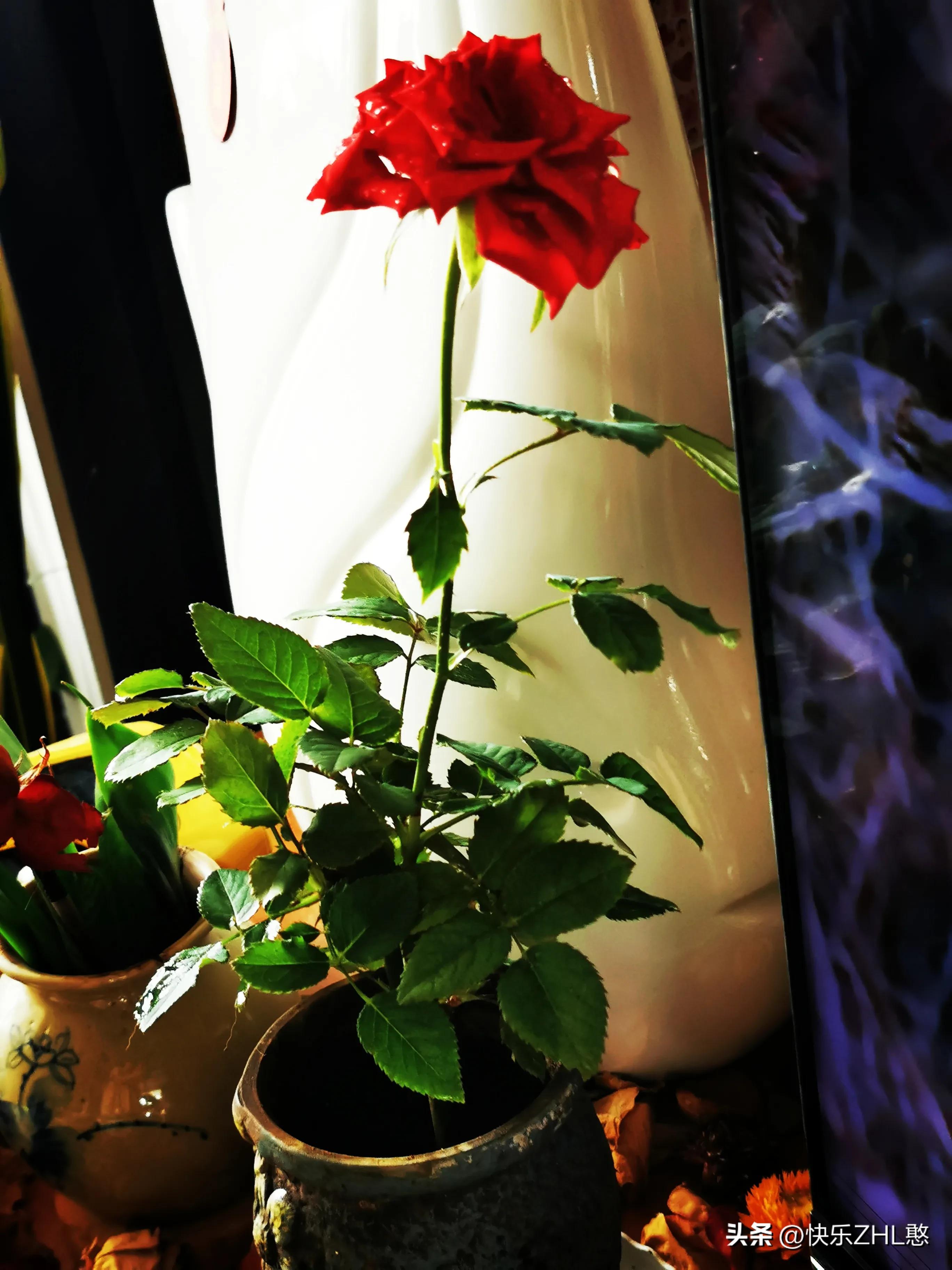 道枝骏佑憨言憨语,文字达人憨言憨语