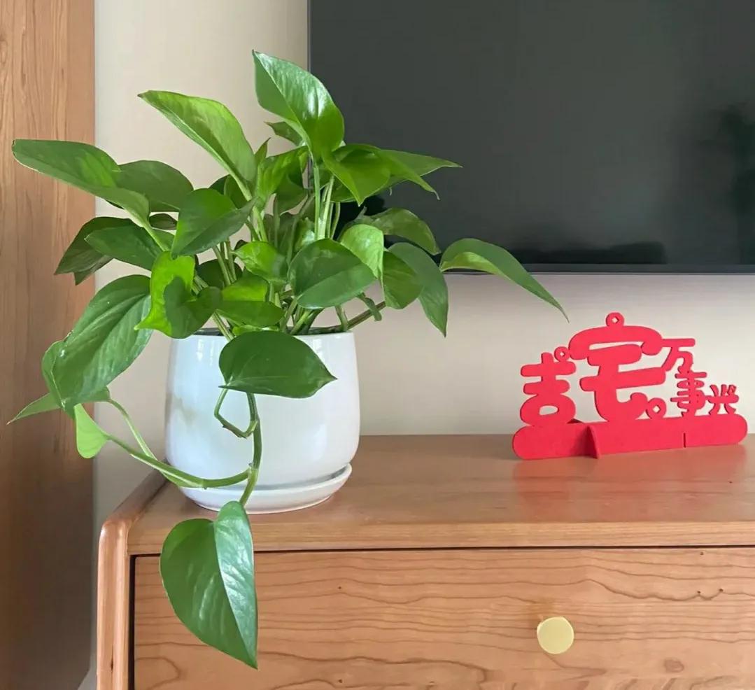 适合客厅的花卉植物图片欣赏,客厅花卉植物哪个最好养