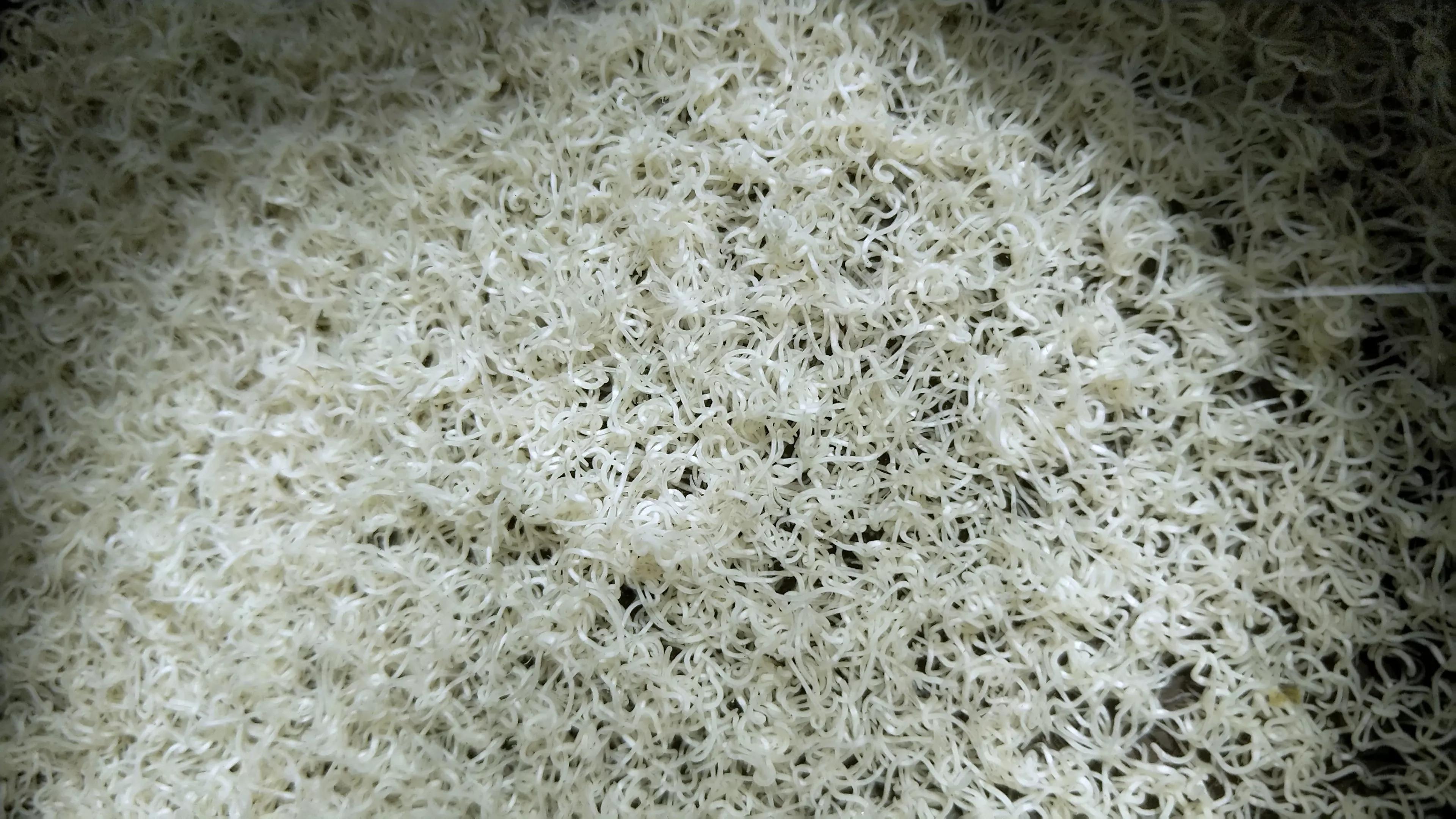 热带鱼观赏鱼养殖必知技巧,新手养热带鱼养什么鱼比较好