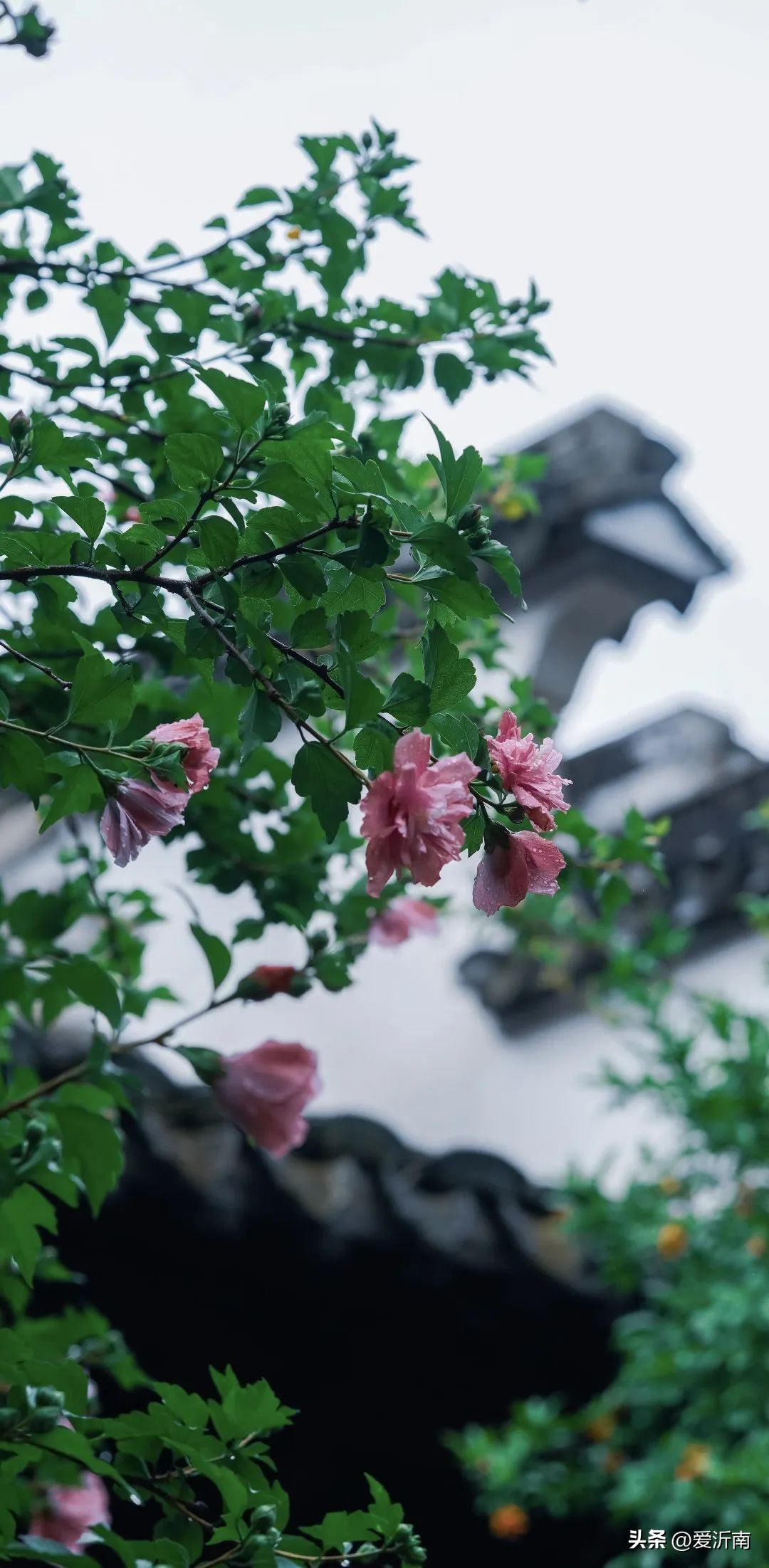 鏈ㄦЭ鏌旂殑灏忚,鏌旂矇绾㈠績閲嶇摚鏈ㄦЭ淇壀