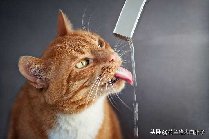 为什么猫咪不爱喝水？怎样让猫咪多喝水