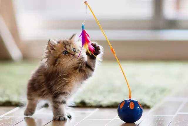 家猫适合养什么品种,最好养最粘人的十种长毛猫