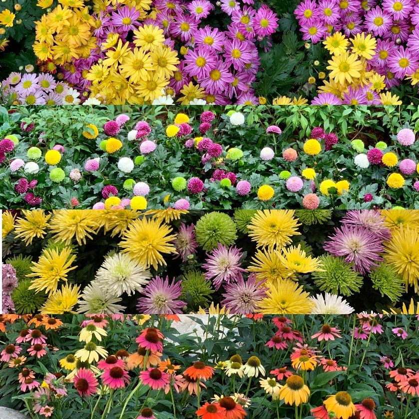 东湖公园赏菊花,深圳市东湖公园一年一季的菊花展