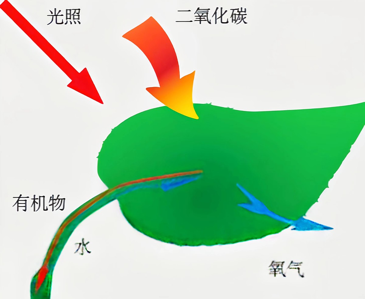 唯一一个在餐厅发现的恐龙足迹,四川餐厅发现恐龙足迹